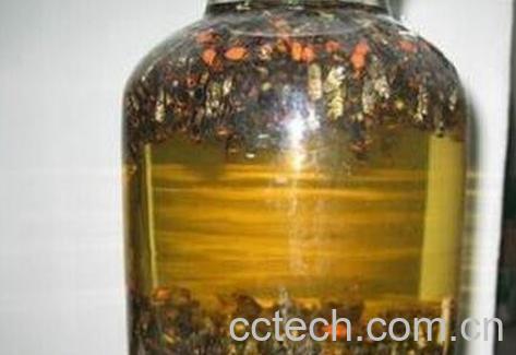 白酒泡蜂虫的功效与作用-1