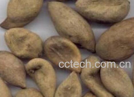  百草虫的功效与作用-1