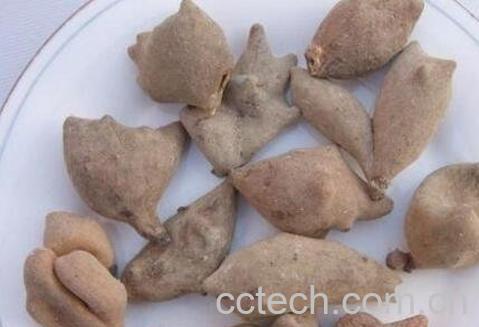  百草虫的功效与作用-0