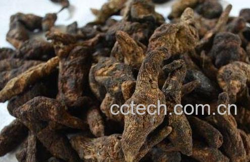 生地蒲公英的功效与作用-0