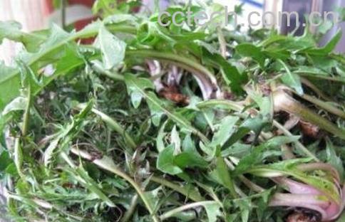 生地蒲公英的功效与作用-1