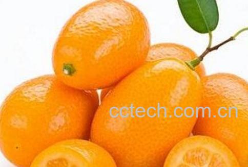 中药金橙子的作用与功效-0