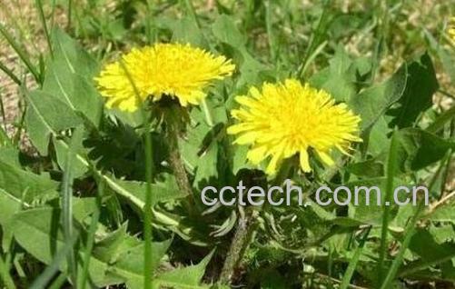  生蒲公英的功效与作用-0
