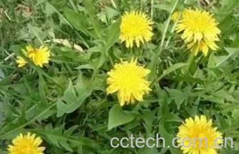  生蒲公英的功效与作用-1