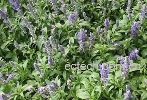  紫草与什么东西相克 紫草的药用价值-1