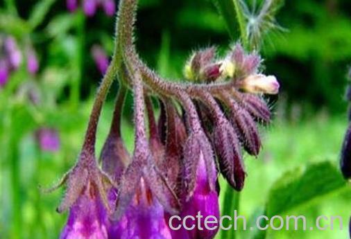  紫草与什么东西相克 紫草的药用价值-0