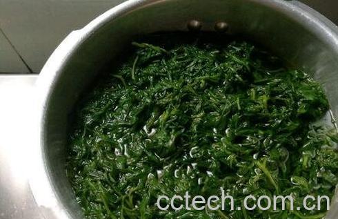 艾草水汗蒸的功效与作用-0