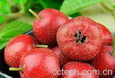  山楂加蒲公英的功效与作用-1