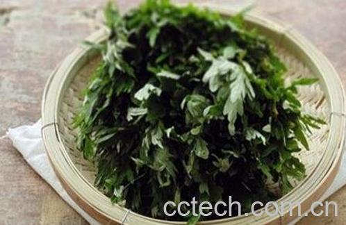 艾草水汗蒸的功效与作用-1