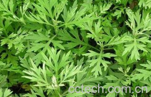 艾草熏蒸房间的功效与作用-1