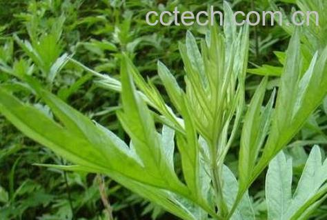 艾草蒸脸的作用与功效-0