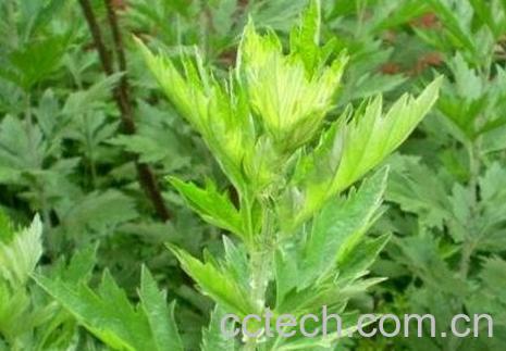 艾草蒸脸的作用与功效-1