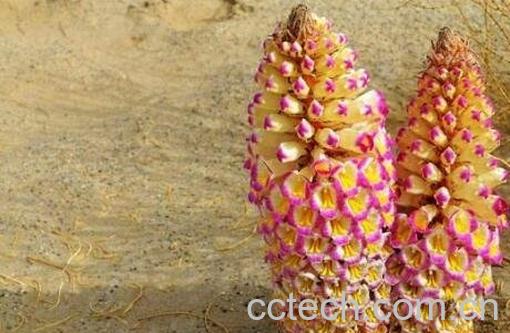 肉苁蓉怎么吃 肉苁蓉的吃法技巧-1