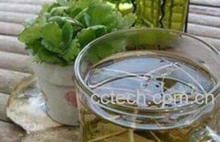 生蒲公英泡水喝功效与作用-0