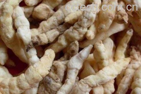 白虫草的功效与作用-0