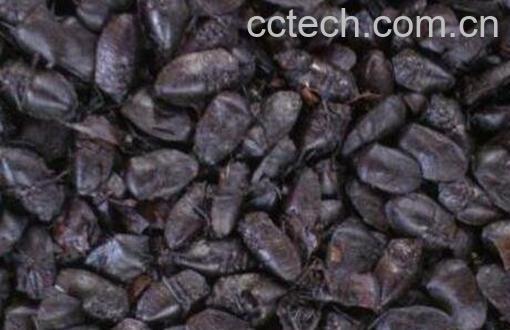 梦幻九香虫是什么 九香虫的功效与药用价值-0