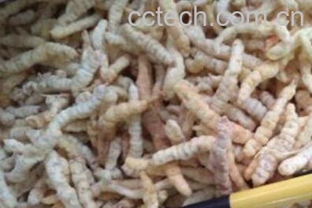 白虫草的功效与作用-1