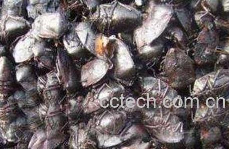 梦幻九香虫是什么 九香虫的功效与药用价值-1