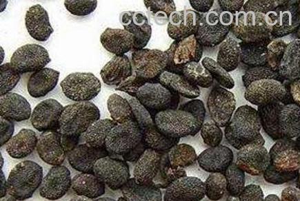 补骨脂的功效与作用及药用价值-0