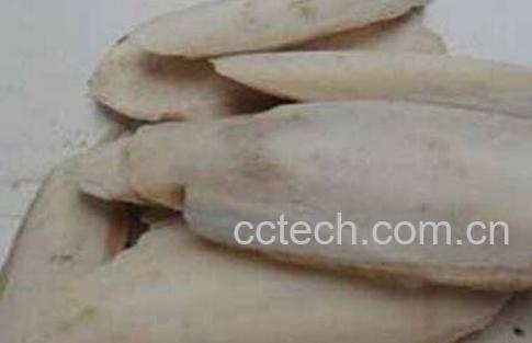 乌贼骨的功效与作用及药用价值-0