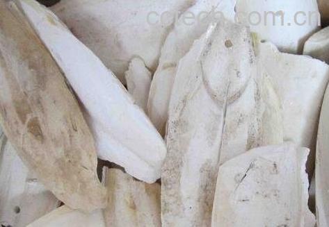 乌贼骨的功效与作用及药用价值-1