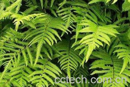 骨碎补的功效与作用及药用价值-0