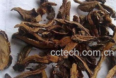 骨碎补的功效与作用及药用价值-1