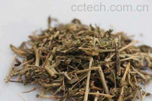 透骨草的功效与作用及药用价值-1