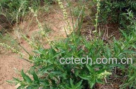 透骨草的功效与作用及药用价值-0