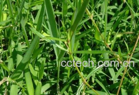 白花蛇草的功效与作用及药用价值-0