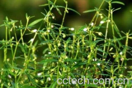 白花蛇草的功效与作用及药用价值-1