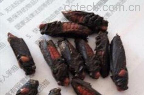 红娘虫的功效与药用价值-0