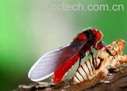 红娘虫的功效与药用价值-1