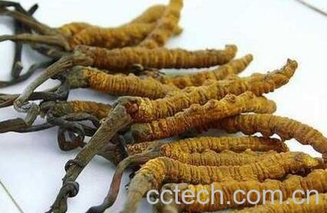 冬虫草的功效与药用价值-0