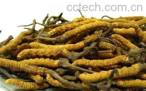 冬虫草的功效与药用价值-1