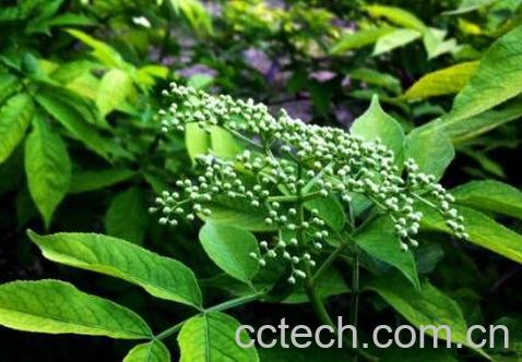 接骨丹的功效与作用及药用价值-0