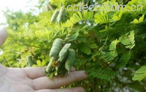 鸡骨草的功效与作用及药用价值-0