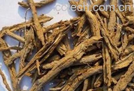 地骨皮的功效与药用价值-1