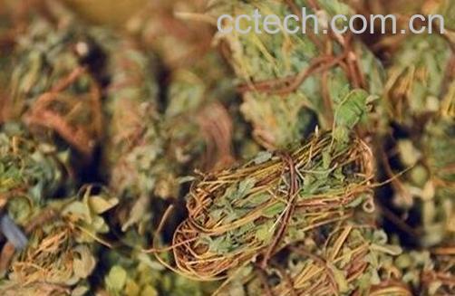 鸡骨草的功效与作用及药用价值-1