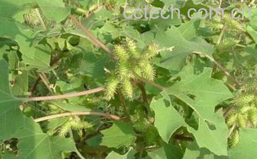 苍虫的功效与药用价值-0