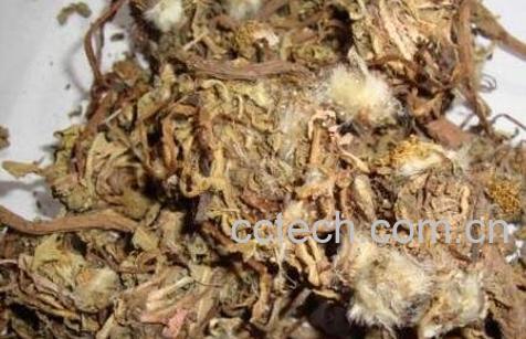 蒲公英的药用价值-0