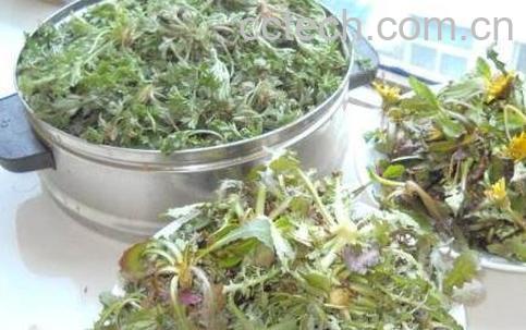 蒲公英的药用价值-1