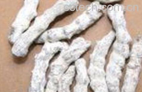  白姜虫的功效与作用及药用价值-1