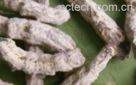  白姜虫的功效与作用及药用价值-0