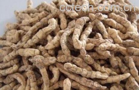 白冬虫夏草泡酒的功效与作用-0