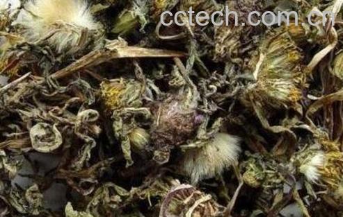 中药蒲公英的功效与作用-0