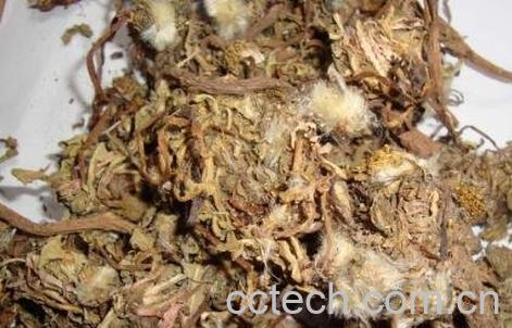 中药蒲公英的功效与作用-1