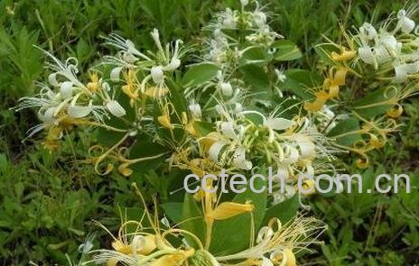 中药金银花与蒲公英的区别-0