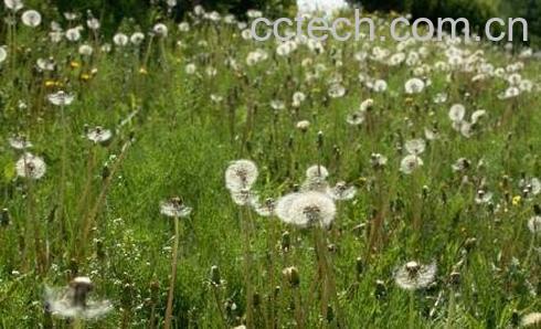 中药金银花与蒲公英的区别-1