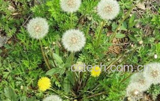 中亚蒲公英图片 中亚蒲公英的吃法-0